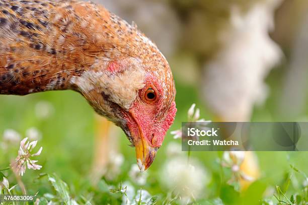 Chicken Eating Grass Stock Photo - Download Image Now - Agriculture, Animal, Bird