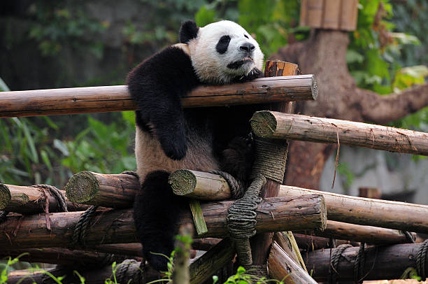 istock Giant panda bear afternoon nap 476083325