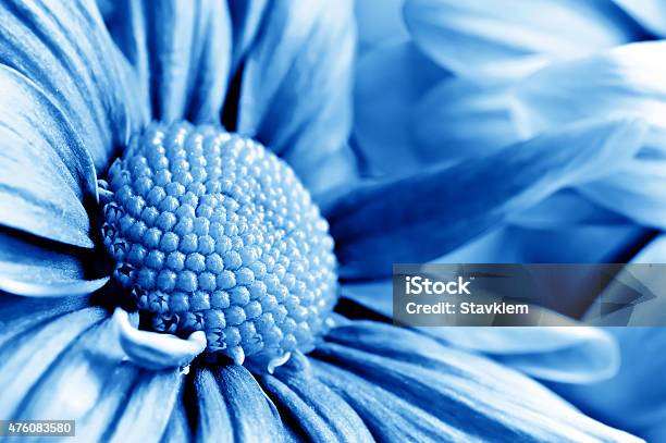 Beautiful Toned Daisy Gerbera Stock Photo - Download Image Now - 2015, Anniversary, Backgrounds