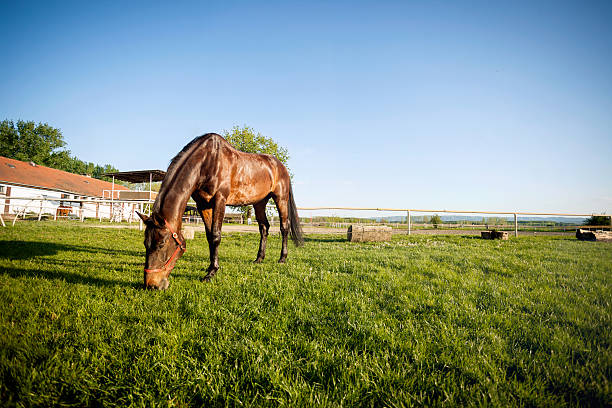istock Horse on pasture at field 476084086
