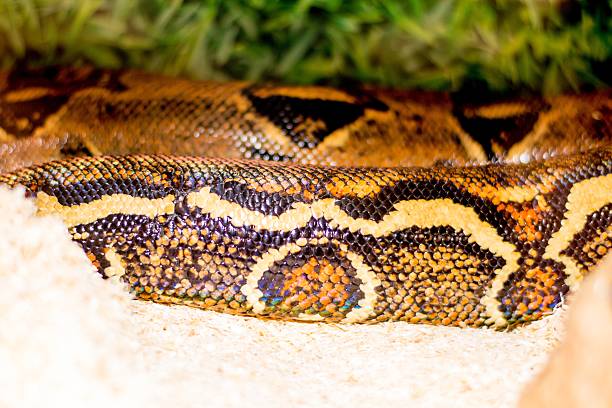 istock Close up of a snake 476084092