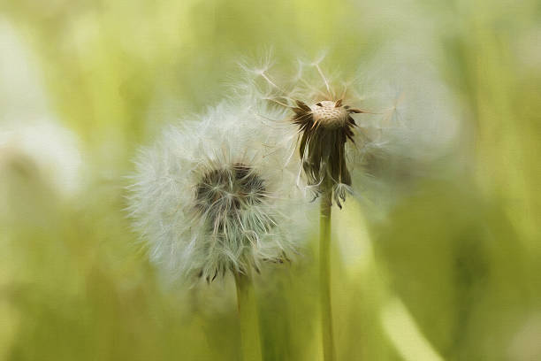 istock Digital art, Macro fluffy dandelion seed head, glowing sunny day 476084158