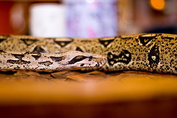 istock Close up of a snake 476084790