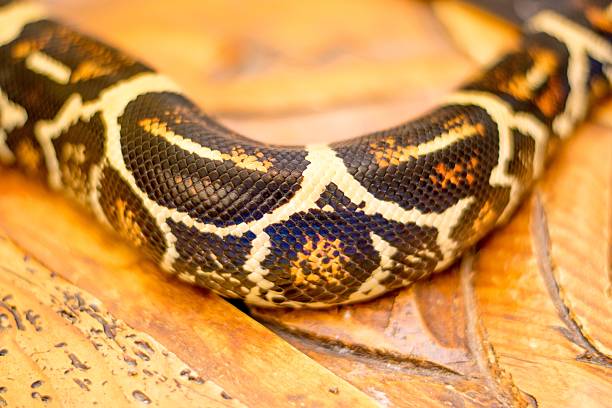 istock Close up of a snake 476084840