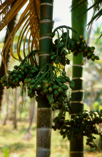 Areca catechu, Betel palm or Betel nut tree,