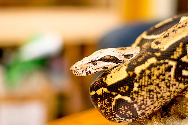 istock Close up of a snake 476084924