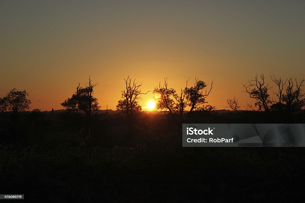 Mon soleil flamboyants - Photo de Arbre libre de droits