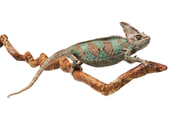 istock Greenish brown chameleon on branch 476085220