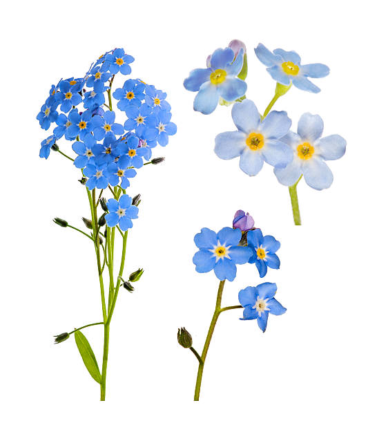 set of forget-me-not blue flowers isolated on white set of forget-me-not flowers isolated on white background forget me not isolated stock pictures, royalty-free photos & images
