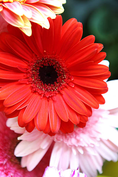 istock Picture of Beautiful Flowers 476085301