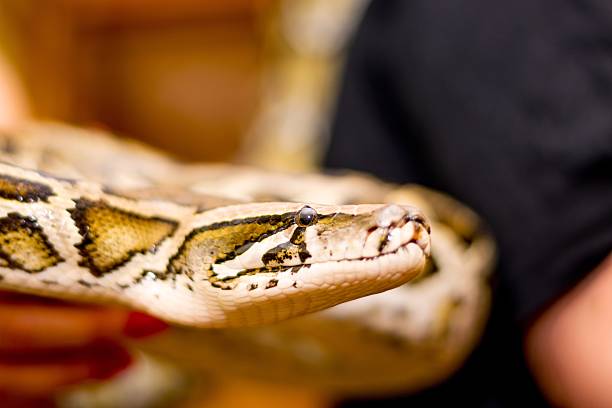 istock Close up of a snake 476085698