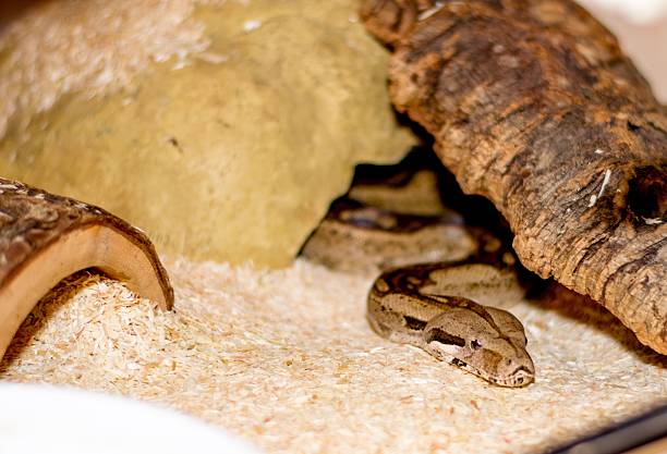 istock Close up of a snake 476086208