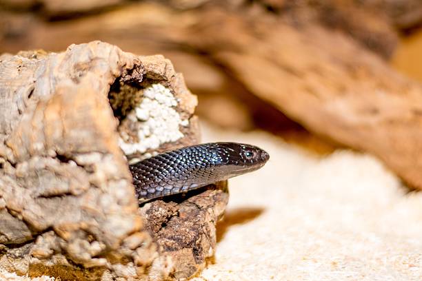 istock Close up of a snake 476086232