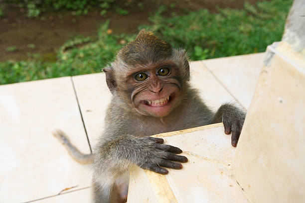 Macaque Monkey Smiling In Bali