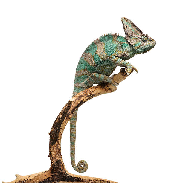 Greenish brown chameleon on branch