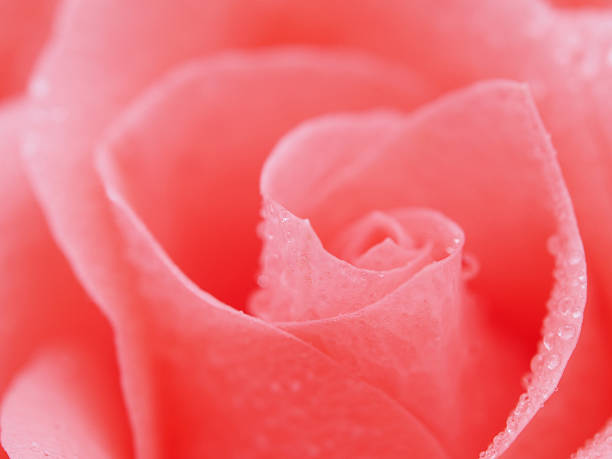 Detail of rose close