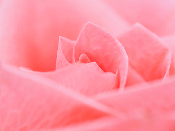 Detail of rose close