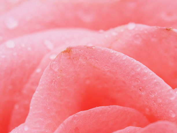 istock Detail of rose close 476089191