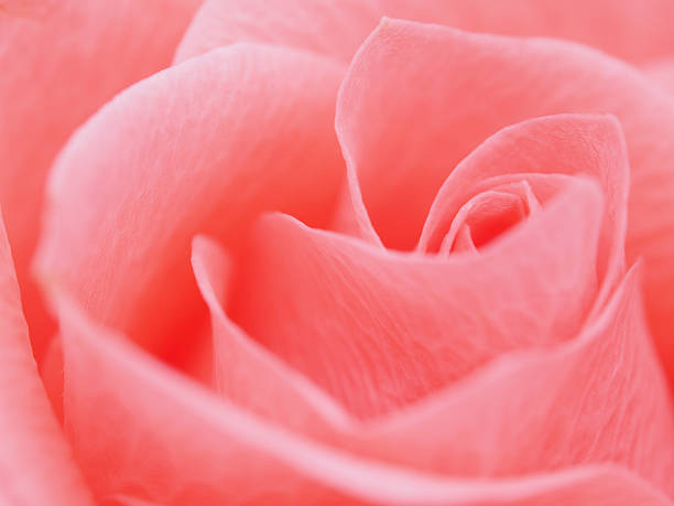 istock Detail of rose close 476089195