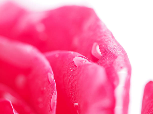 istock Detail of rose close 476089199
