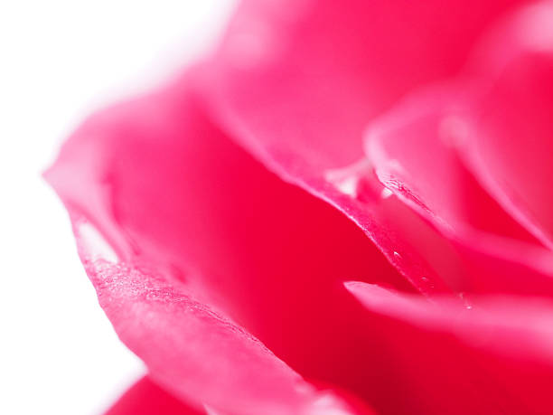 Detail of rose close