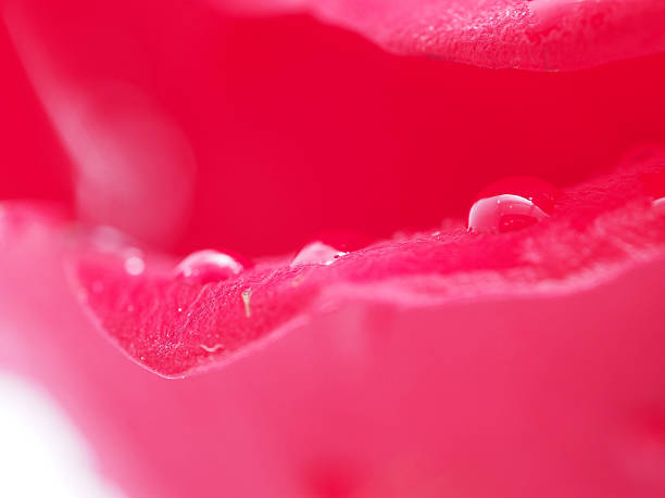 istock Detail of rose close 476089221