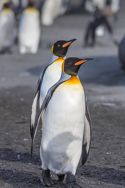 istock Pair of King Penguins 476089476