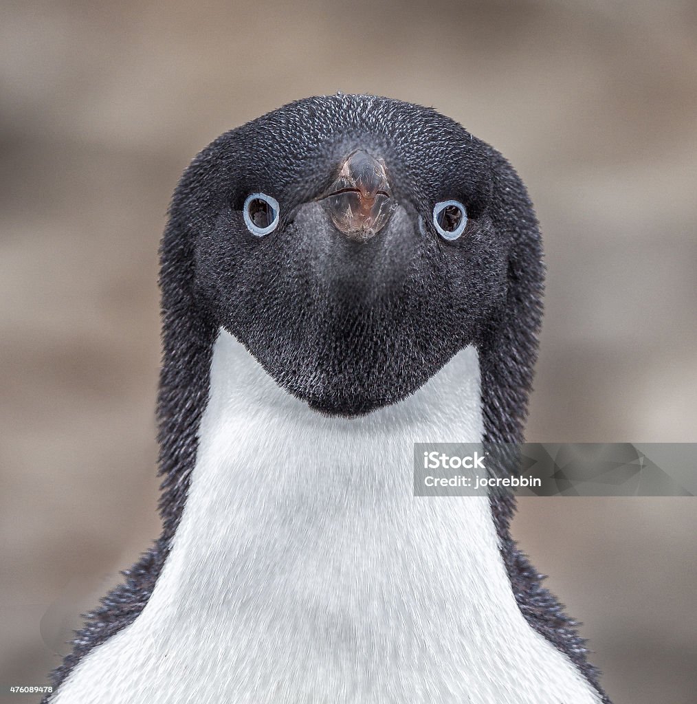 Chim Cánh Cụt Adelie Nhìn Trực Tiếp Vào Máy Ảnh Hình ảnh Sẵn có ...