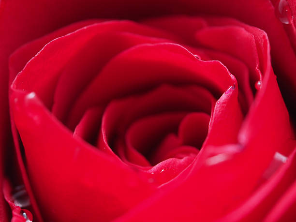 Detail of rose close
