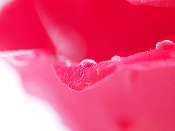 istock Detail of rose close 476091581