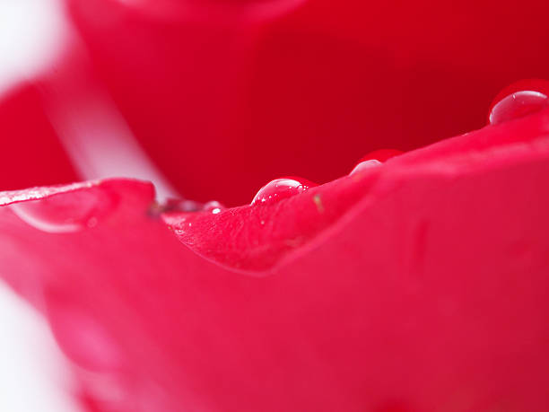 Detail of rose close