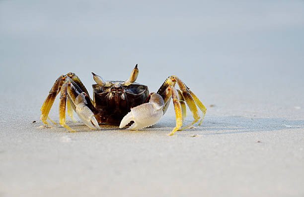 istock Samed Island, Crab on the beach, Thailand 476092226