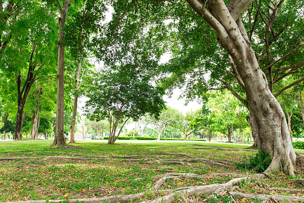 istock Trees in the Garden 476092358