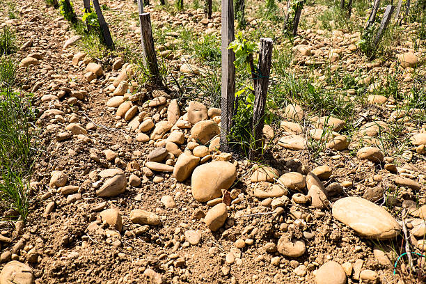 istock Stones Of Chateauneuf de Pape 476092604
