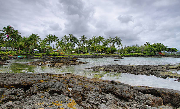 landschaft mit schildkröten in richardon ocean park - tree wind palm tree hawaii islands stock-fotos und bilder