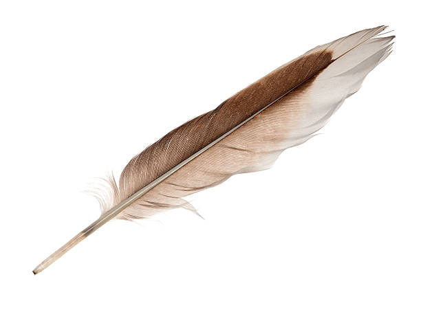 istock white and brown goose straight feather 476093105