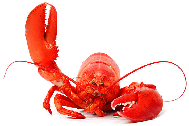 bonjour homard - lobster prepared shellfish meal seafood photos et images de collection