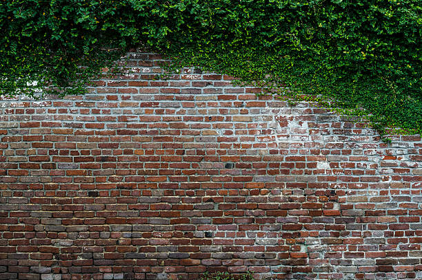 istock Brick Wall Background with Ivy Creeping over the Top 476094097