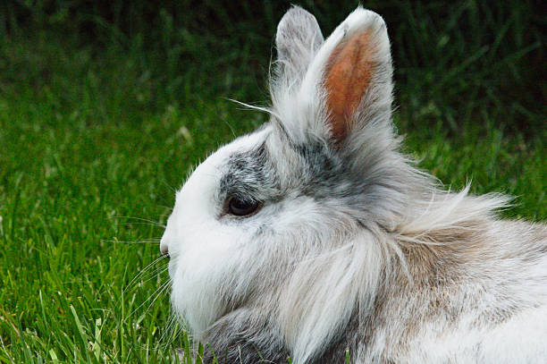 istock Rabbit lies in the garden 476096992