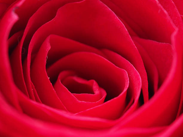 Detail of rose close