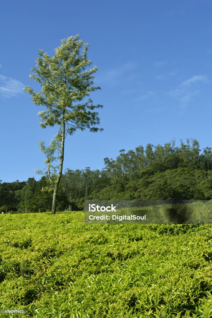 Tea field in Ooty, India Tea field in Ooty, India. Visit my profile for more images. 2015 Stock Photo