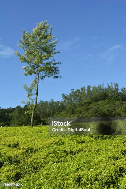 Tea Field In Ooty India Stock Photo - Download Image Now - 2015, Agricultural Field, Agriculture