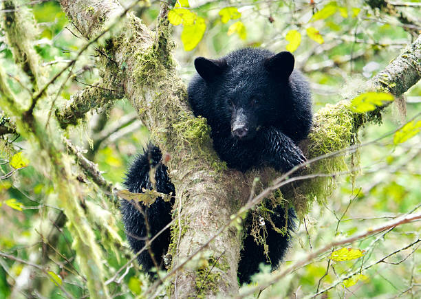 istock Black Bear Cub in the Rain Forest, Canada 476097613