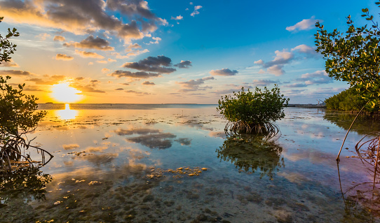 Beautiful mangrove swamp at sunset in Florida Keys.  Clouded sky reflects in calm water surrounding hummock.
