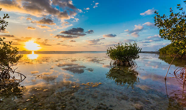 Beautiful mangrove swamp with hummock at sunset in Florida Keys Beautiful mangrove swamp at sunset in Florida Keys.  Clouded sky reflects in calm water surrounding hummock. mangrove tree photos stock pictures, royalty-free photos & images