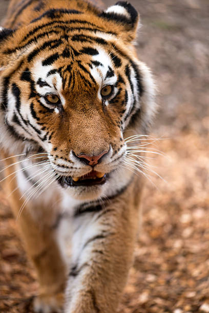 istock Close up of a big Siberian Tiger 476098537