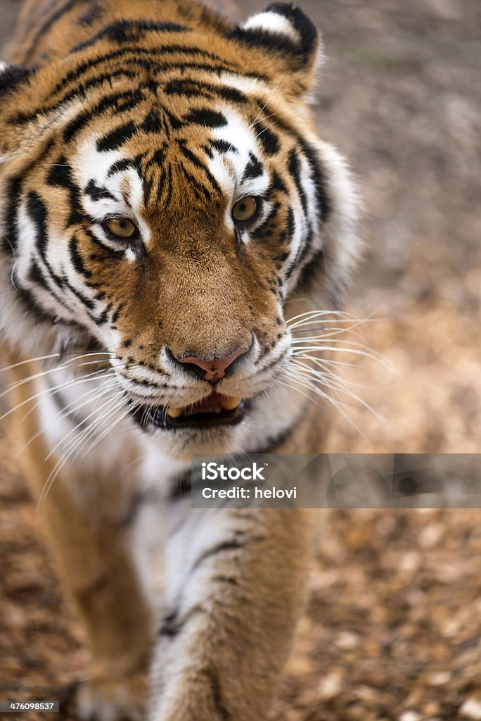 Close up of a big Siberian Tiger Big siberian tiger walking to the camera. Close up. Animal Stock Photo