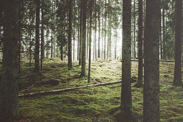 beautiful woods forest - svensk skog bildbanksfoton och bilder