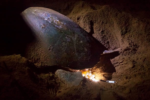 istock Turtle Laying Eggs in Sand Nest Mon Repos 476098814