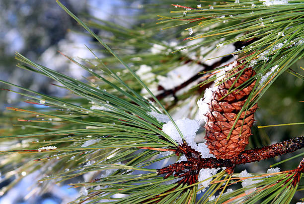 pinha - january pine cone february snow - fotografias e filmes do acervo